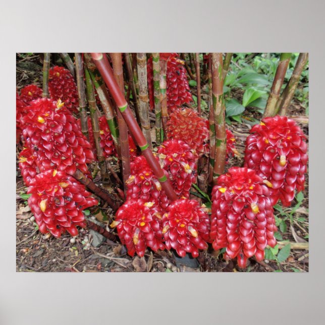 Indonesisk Vax Ginger Poster (Framsidan)