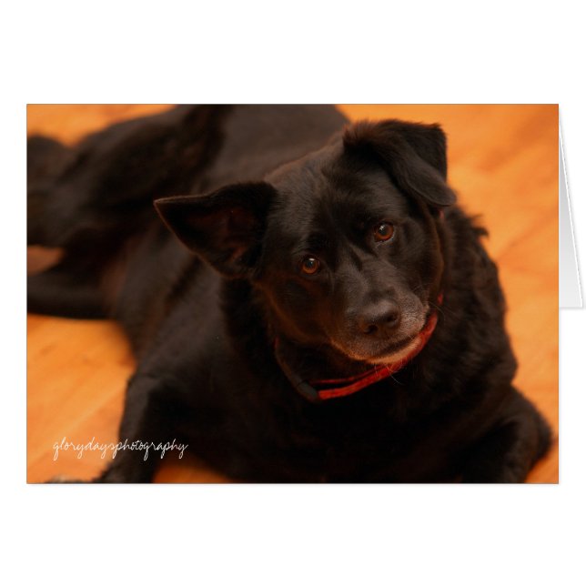 indy, glorydaysphotografi hälsningskort (Framsidan Horizontal)