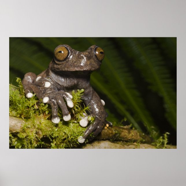 Infångad Tapichalaca Trädegla Hyloscirtus 3 Poster (Framsidan)