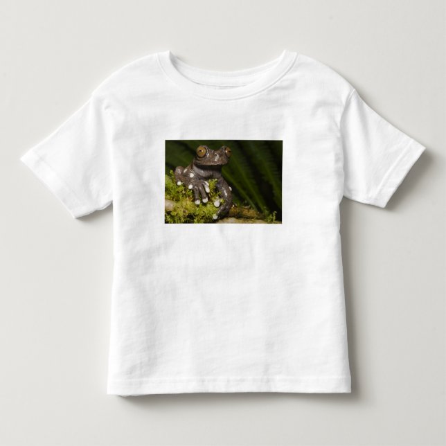 Infångad Tapichalaca Trädlevande Groda Hyloscirtus Tee (Framsida)