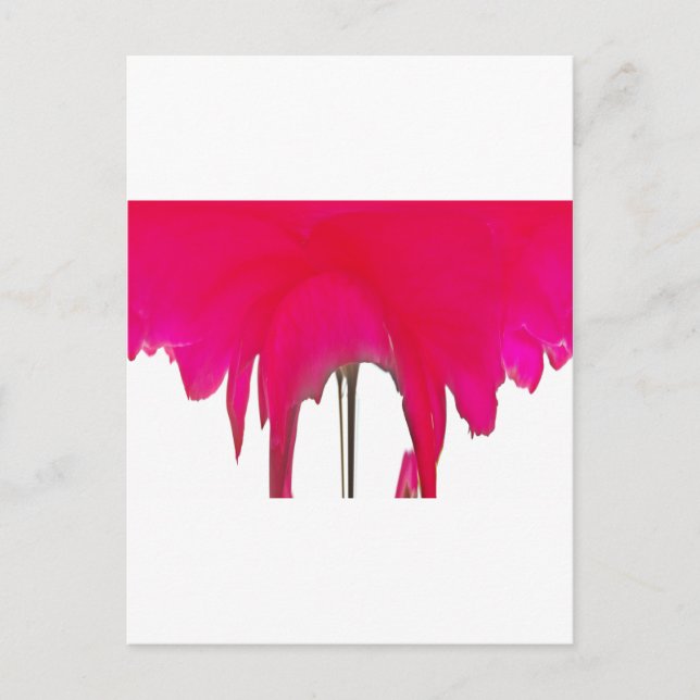 Infångad tid: en Röd ros Petal Elegance Vykort (Framsida)