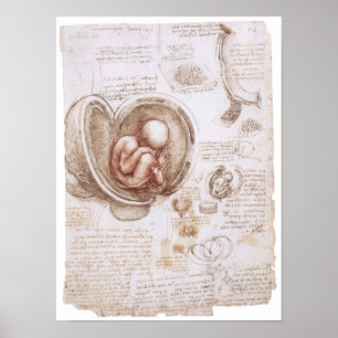 Infant in the Womb, Leonardo da Vinci Poster