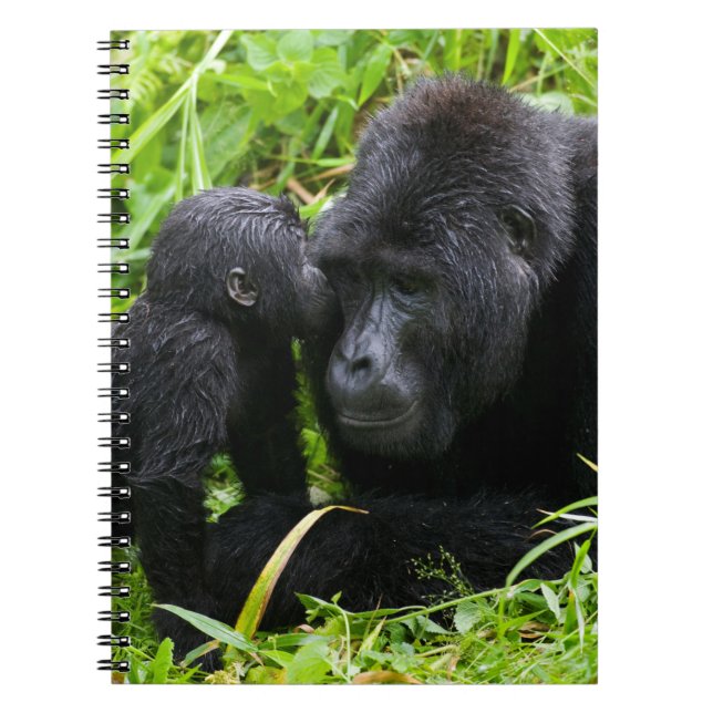 Infant Mountain Gorilla Kisses Silverback Gorilla Anteckningsbok (Framsidan)