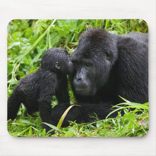 Infant Mountain Gorilla Kisses Silverback Gorilla Musmatta (Framsidan)