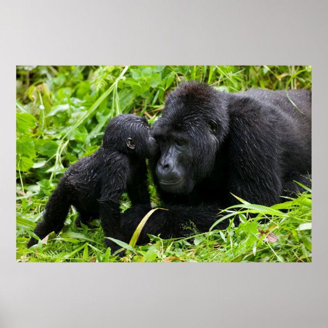 Infant Mountain Gorilla Kisses Silverback Gorilla Poster (Framsidan)