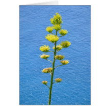 Inflödet av Agave-anläggningen.