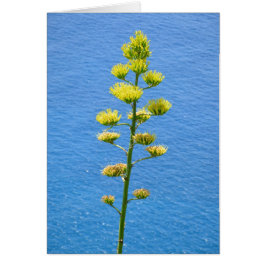 Inflödet av Agave-anläggningen. Hälsningskort