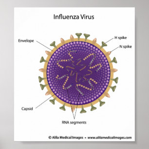 Influensavirus, märkt teckning. poster
