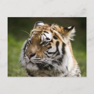 Info för kantöversarter i Amur Tiger Vykort