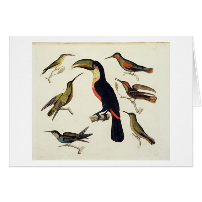 Infödda fåglar, däribland Toucanen (centrera), Hälsningskort (Framsidan Horizontal)