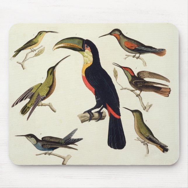 Infödda fåglar, däribland Toucanen (centrera), Musmatta (Framsidan)