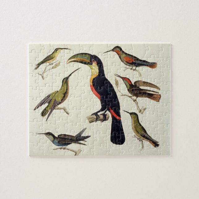 Infödda fåglar, däribland Toucanen (centrera), Pussel (Horisontell)