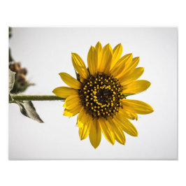 Inför Sol Fototryck