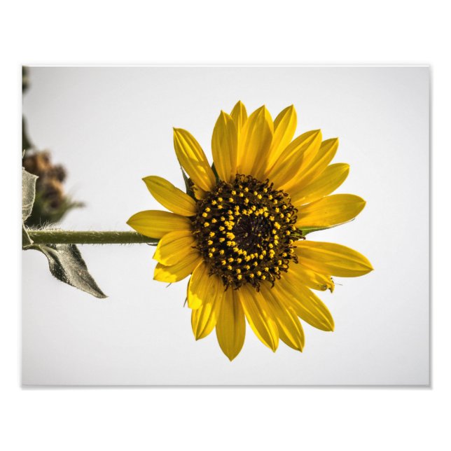 Inför Sol Fototryck (Framsidan)