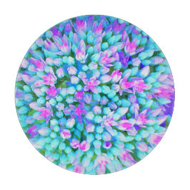 Information om blå och Shock rosa Succulent Sedum 