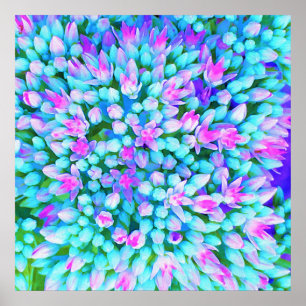 Information om blå och Shock rosa Succulent Sedum Poster