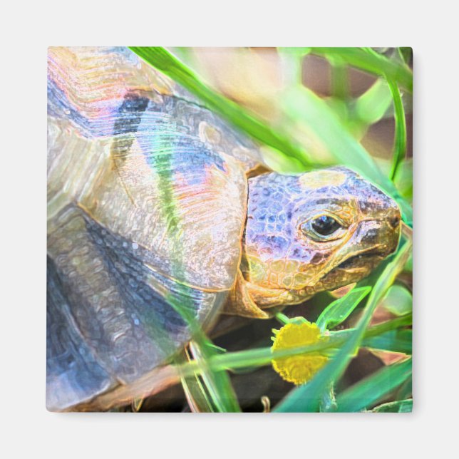 Information om Cute Angulate Tortoise South Afrika Magnet (Framsidan)