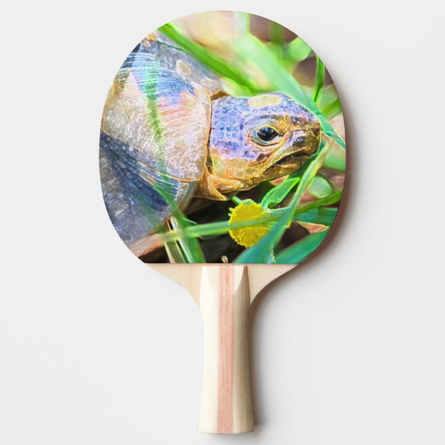 Information om Cute Angulate Tortoise South Afrika Pingisracket (Framsidan)