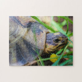 Information om Cute Angulate Tortoise South Afrika Pussel