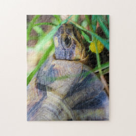 Information om Cute Angulate Tortoise South Afrika Pussel