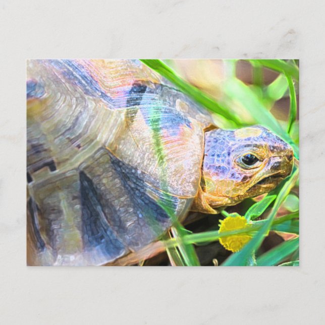 Information om Cute Angulate Tortoise South Afrika Vykort (Framsida)