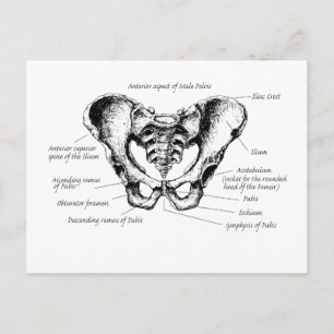 Information om Male Pelvis Vykort