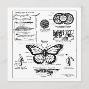 Information om Monarch Butterfly Inbjudningar