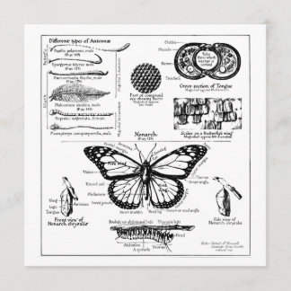 Information om Monarch Butterfly Inbjudningar