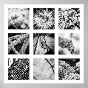 Information om naturserie - Poster information