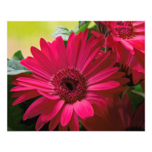 Information om rosa Daisy Fototryck
