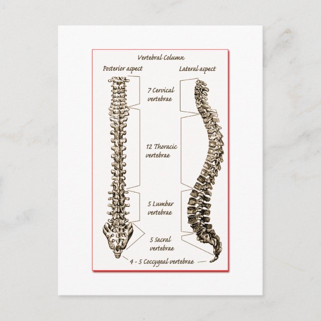 Information om ryggrad Sepia2 Vykort (Framsida)
