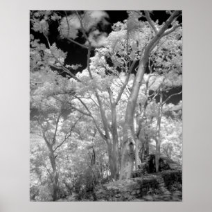 Infra red av träd byggnad och spåren i Las 2 Poster