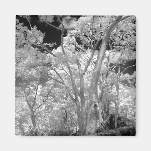 Infraröd av träd byggnader och stigar i Las 2 Magnet (Framsidan)