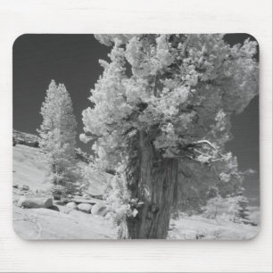 Infraröd foto på östra sidan av Yosemite National Musmatta