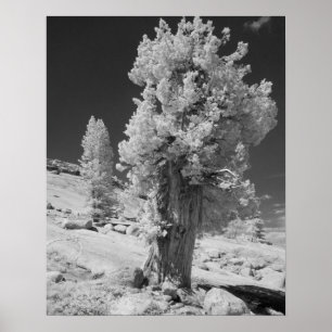 Infraröd foto på östra sidan av Yosemite National Poster