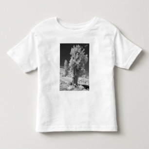 Infraröd fotot på östra sidan av Yosemite National Tee
