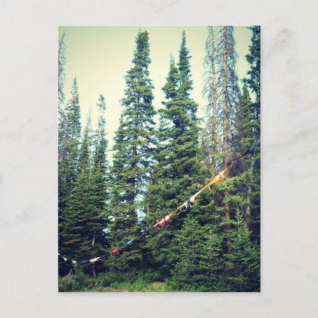 Inga märken tillåts i skogen vykort (Framsida)