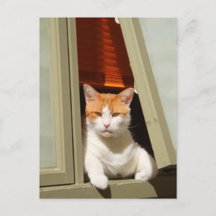 Ingefära och vit katt sitta vid fönstret vykort