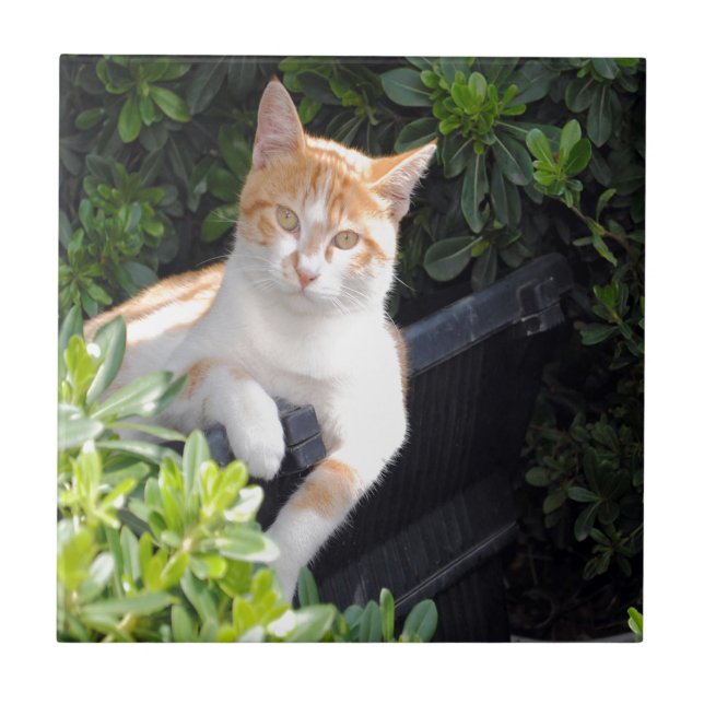 Ingefära- och vitkatt kakelplatta (Framsidan)