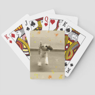 Ingefäran binder foxterrier casinokort
