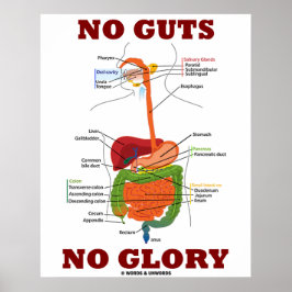 Ingen glans (matsmältningsanatomi) poster
