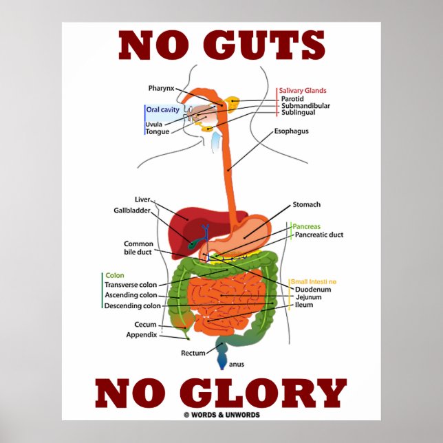 Ingen glans (matsmältningsanatomi) poster (Framsidan)