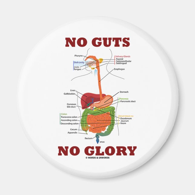 Ingen glans (matsmältningssystemet Anatomy Humor) Magnet (Framsidan)