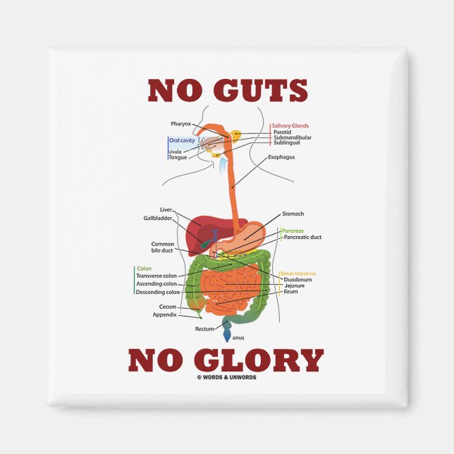 Ingen glans (matsmältningssystemet Anatomy Humor) Magnet (Framsidan)
