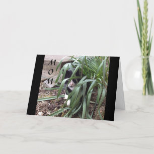 INGEN GÖMMANDE FRÅN SANNINGEN "BÄSTA MAMMA" I VÄRL KORT