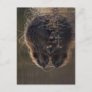 Ingen högre upplösning tillgänglig. Beaver_pho34.j Vykort