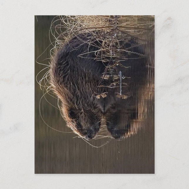 Ingen högre upplösning tillgänglig. Beaver_pho34.j Vykort (Framsida)