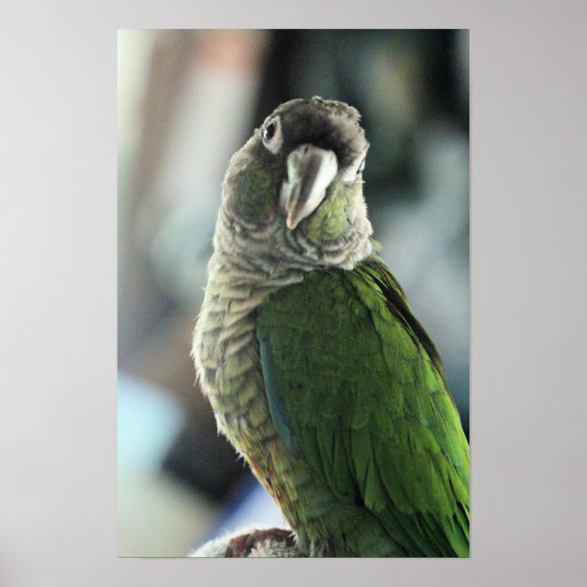 Ingen mer mock hedgehog poster (Framsidan)