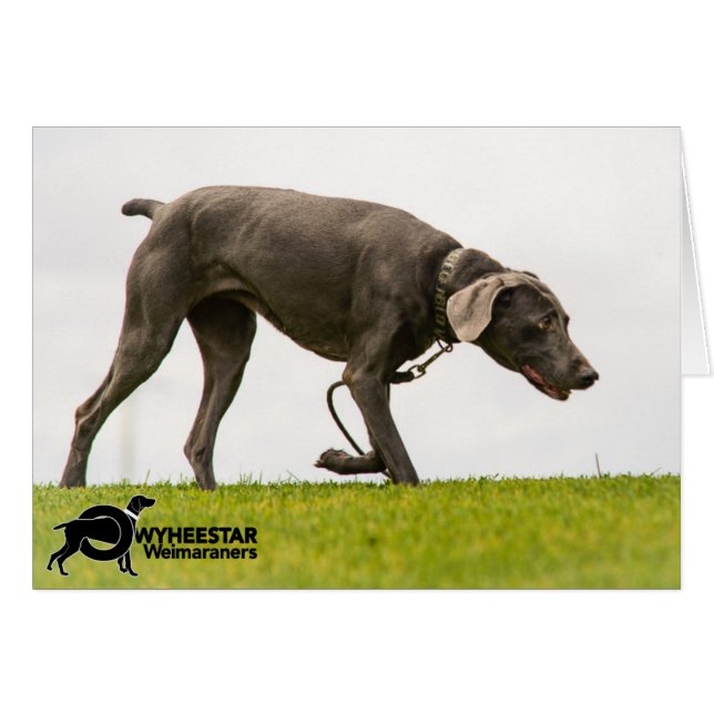 Ingen Stormy Weather Hälsningskort (Framsidan Horizontal)