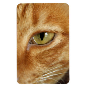 ingerkatt magnet